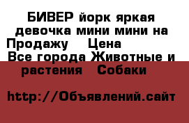 БИВЕР йорк яркая девочка мини мини на Продажу! › Цена ­ 45 000 - Все города Животные и растения » Собаки   